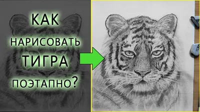 Рисунок карандашом. тигр расположился …» — создано в Шедевруме