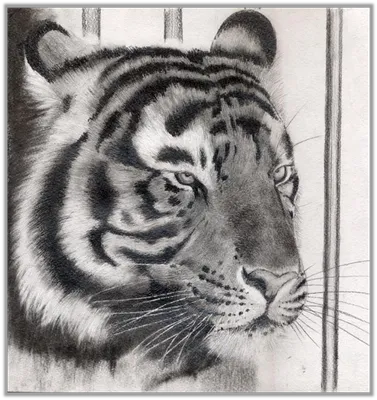 Как нарисовать тигра. Тигр цветными карандашами на чёрном фоне. Спидпейнт  платного урока рисования on Vimeo