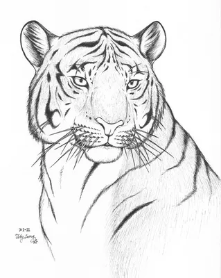 Раскраски тигра, Раскраска Как нарисовать тигра как нарисовать поэтапно  карандашом.