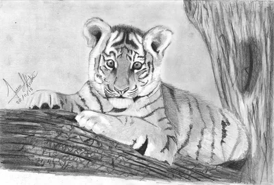 Рисунок тигра карандашом для срисовки - 52 фото