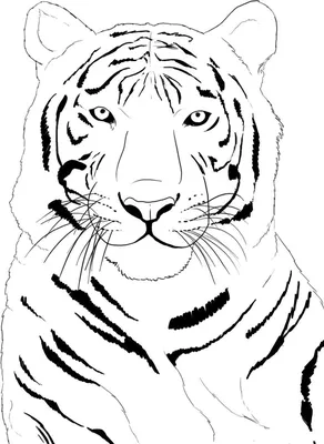 Тигры рисунки с простым карандашом (46 фото) » Рисунки для срисовки и не  только