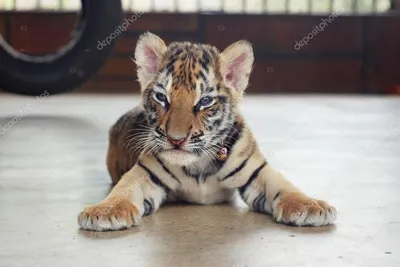 Фото тигра маленького 65 фото