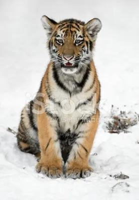 Портрет маленького тигренка. Год тигра стоковое фото ©verik095 498657396