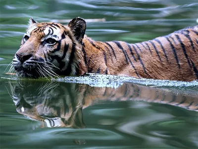 Самый маленький подвид тигра - Познавательная зоология | Некоммерческий  учебно-познавательный интернет-портал Зоогалактика