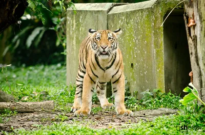 Причину смерти маленького тигренка установили в Хабаровском крае -  AmurMedia.ru