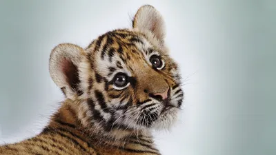 портрет маленького тигренка. год тигра Стоковое Фото - изображение  насчитывающей головка, суммированного: 228085544