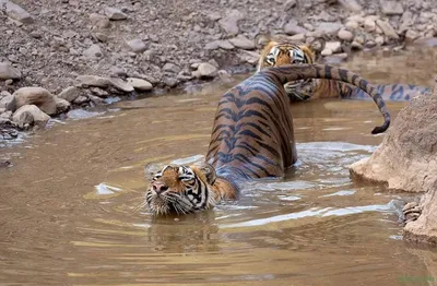 Маленький Тигр — стоковые фотографии и другие картинки Тигрёнок - Тигрёнок,  Тигр, Зоопарк - iStock