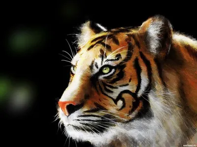 Фото тигра на аватарку фото