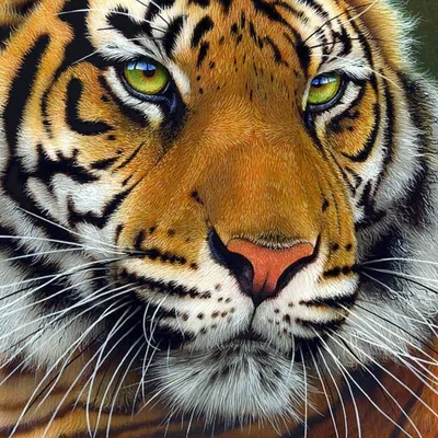 Тигрицы красивые на аватарку - картинки и фото koshka.top