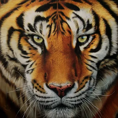 Лицо тигра - красивые фото