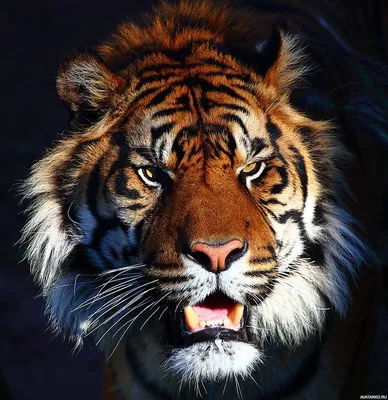 Сонная морда тигра в свете первых солнечных лучей — Фото аватарки | Черные  тигры, Домашние птицы, Тигр