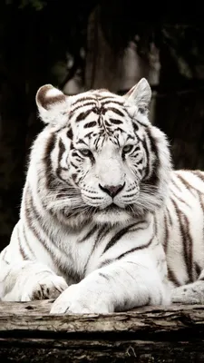 Тигры Природа Эстетика Оскал Обои Видео | Albino animals, Animals  beautiful, Wild cats