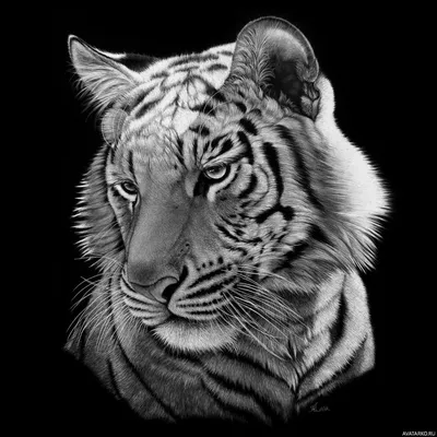 Картинка с мордой белого тигра на аватар — Скачать картинки