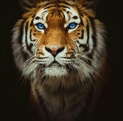 Тигр на заставку - 65 фото