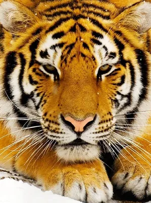 Картинка С Белым Тигром Для Аватарки – Telegraph