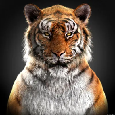 Тигр с недоумевающим выражением морды из мультфильма про Алладина |  Картинка на аву