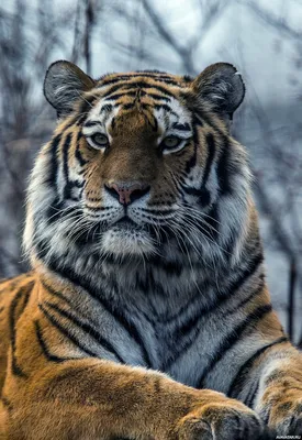 MERAGOR | Красивый рисунок тигра на аватар