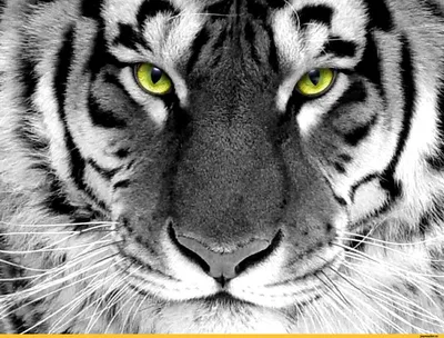 100 фото) Фото тигра в хорошем качестве на аватарку
