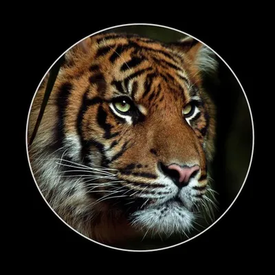 Тигр на аватарку. Будет охранять вашу страницу. | Tiger, Cats, Animals