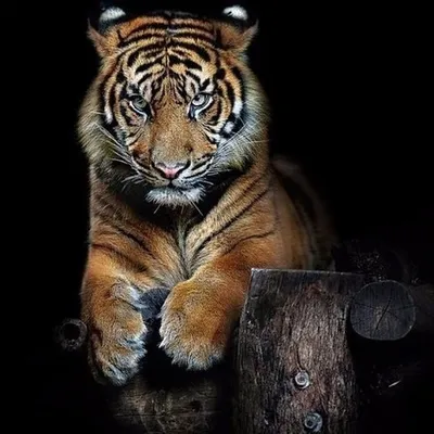 Красивый тигр - 74 фото
