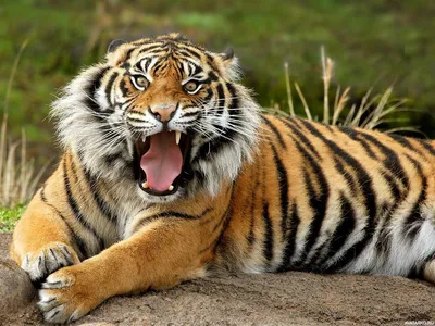 Животные, #Тигры, #аватары, #картинки, #фото, #авы,  https://avatarko.ru/kartinka/31923 | Tigre de java, Imagenes de tigres,  Animales en peligro de extincion
