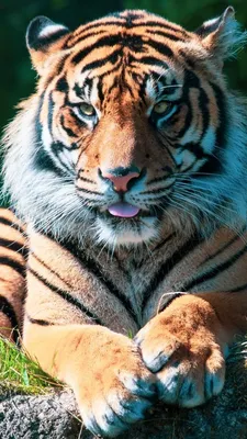 Картинки тигра на аву (100 фото) • Прикольные картинки и позитив