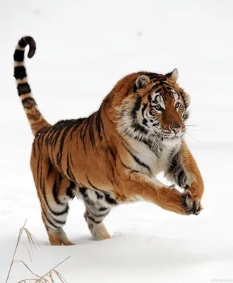 Красивый тигр - 75 фото