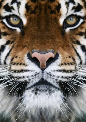 Животные, #Тигры, #Снег, #аватары, #картинки, #фото, #авы,  https://avatarko.ru/kartinka/32175 | Big animals, Wild cats, Tiger