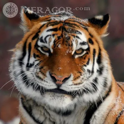 Тигр на картинке, аватар с мордой полосатого хищника из кошачьих — Фотки на  аву