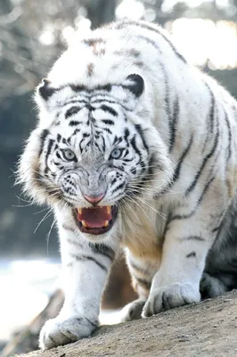 Глаз белого тигра голубого цвета — Картинки для аватара