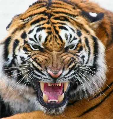 Тигр на аву (30 фото) - shutniks.com