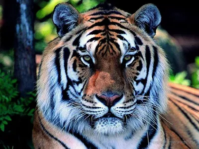 Животные, #Вода, #Тигры, #аватары, #картинки, #авы,  https://avatarko.ru/kartinka/34592 | Big cats art, Tiger art, Cat art