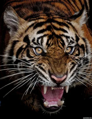 Животные, #Тигры, #аватары, #картинки, #фото, #авы,  https://avatarko.ru/kartinka/31585 | Big cats photography, Majestic  animals, Beautiful cats