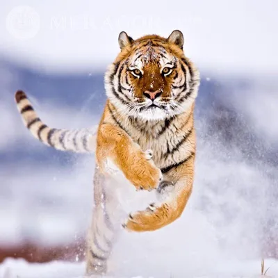 Тигр иллюстрация - 142 фото