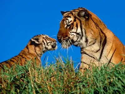 Картинка с тигром на ааву