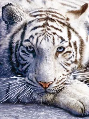 Тигры | ВКонтакте
