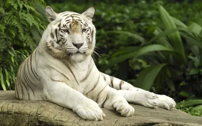 портрет тигра изолирован белым Стоковое Изображение - изображение  насчитывающей кот, бело: 219750727