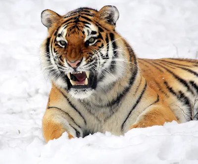 Тигр стоит на белом фоне | Премиум Фото