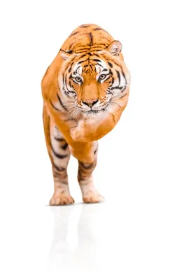 Тигр, изолированные на белом фоне. прыжок опасного амурского тигра. |  Премиум Фото