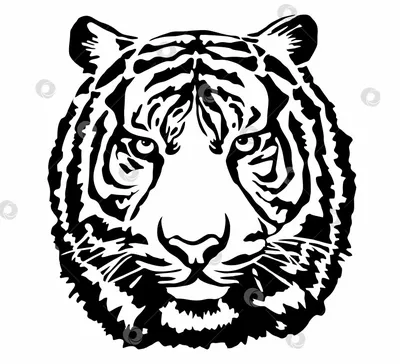 Амурский Тигр Идет Изолировано На Белом Фоне Векторный Вид Тигра Сбоку  Исчезающая Животное — стоковая векторная графика и другие изображения на  тему Тигр - iStock