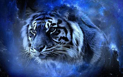 большой белый тигр сидит на земле, картинки белые тигры фон картинки и Фото  для бесплатной загрузки