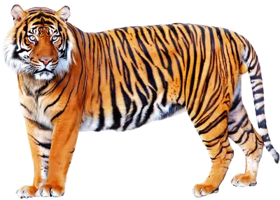 Векторная иллюстрация, выделенная на белом фоне. Голова тигра. Черный и  белый - Ozero - российский фотосток