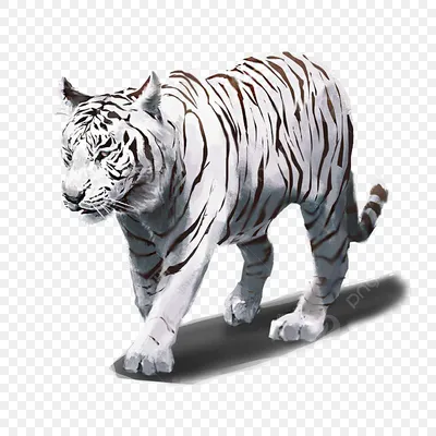 Два Тигра Действий На Белом Фоне — стоковые фотографии и другие картинки  Изолированный предмет - Изолированный предмет, Уссурийский тигр, Агрессия -  iStock