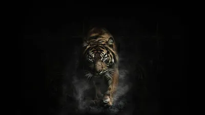 Фото тигра на черном фоне фото