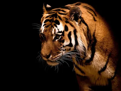 Арт тигр на обложку - 70 фото