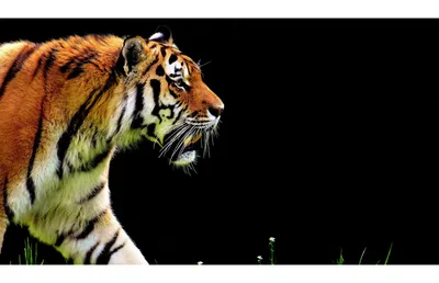 закрыть портрет тигра на черном фоне Стоковое Фото - изображение  насчитывающей млекопитающее, опасно: 226781464