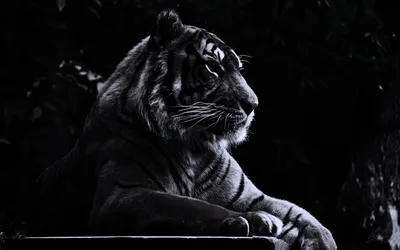 Обои тигр на черном фоне - 84 фото