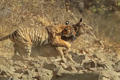 Фотограф провел около месяца в засаде чтобы заснять охоту тигра | Пикабу