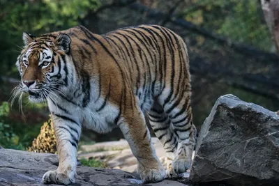 Женщина тигра после охоты в красивом свете в среду обитания природы  национального парка Ranthambhore Стоковое Фото - изображение насчитывающей  после, фронт: 82407616