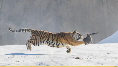 Фотообои Тигр на охоте флизелиновые, 200x270 см, L13-196 – купить в Алматы  по цене тенге – интернет-магазин Леруа Мерлен Казахстан